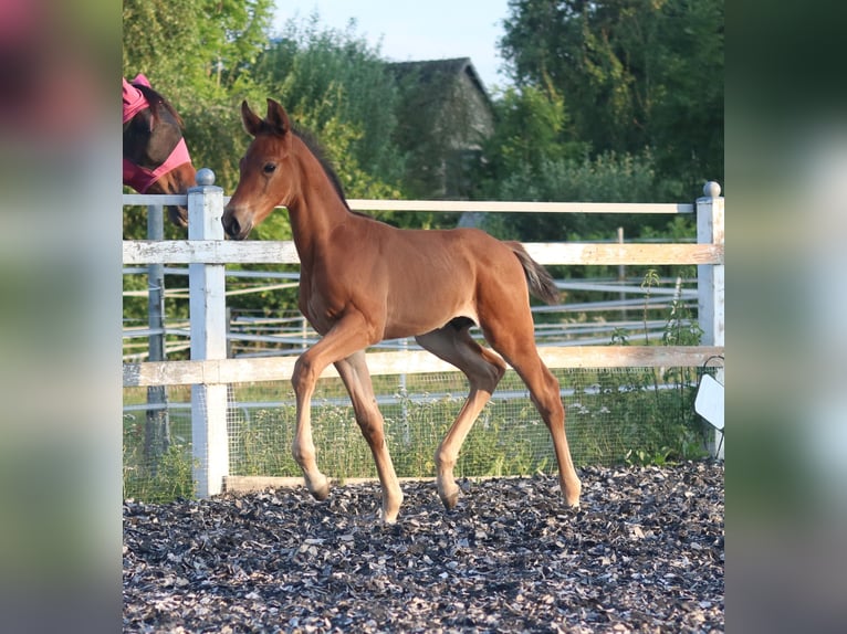 Zangersheide Stallone Puledri (06/2026) 170 cm Baio in Feldhorst