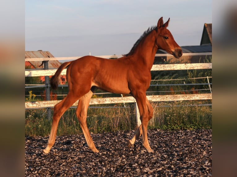 Zangersheide Stallone Puledri (06/2026) 170 cm Baio in Feldhorst