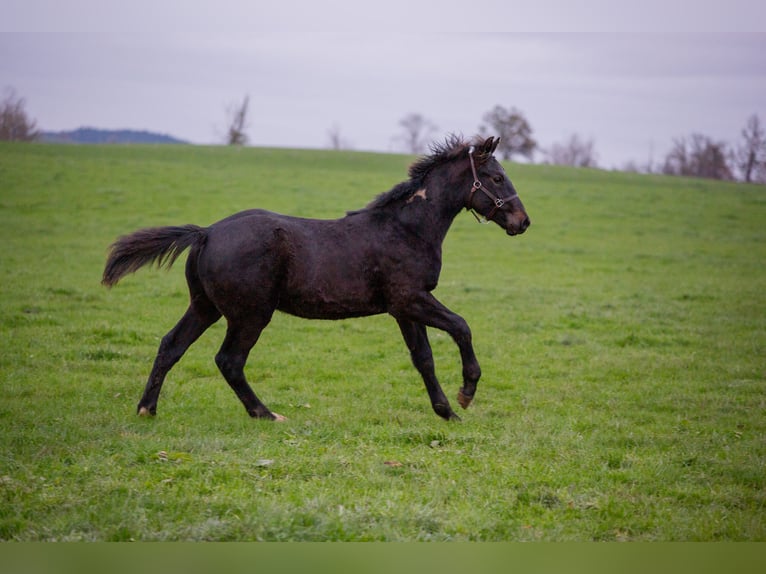 Zangersheide Stallone Puledri (05/2025) 170 cm Baio nero in Sorbier