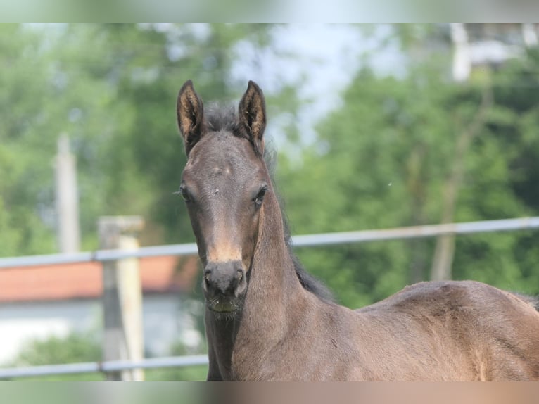 Zangersheide Stallone Puledri (04/2026) 170 cm Baio nero in Bad Füssing