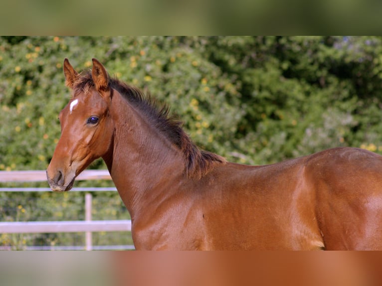 Zangersheide Stallone Puledri (05/2026) 175 cm Baio in Graested