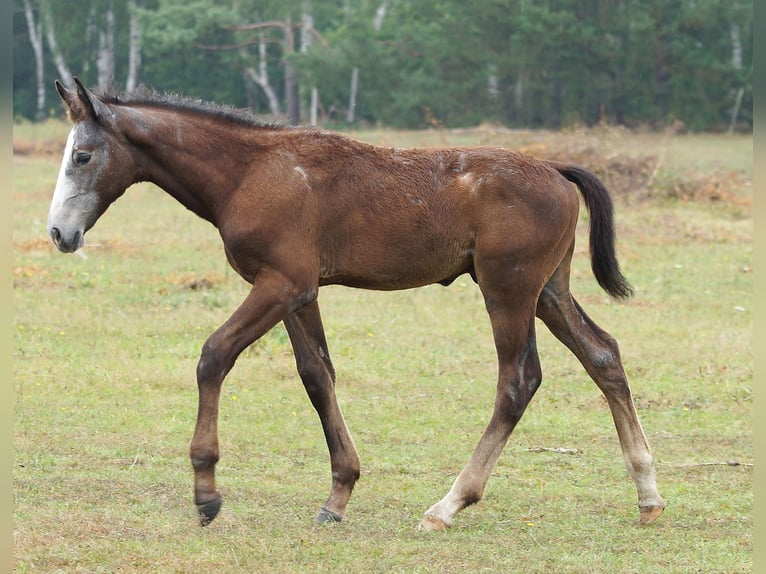 Zangersheide Stallone Puledri (04/2024) 180 cm Grigio in Żary