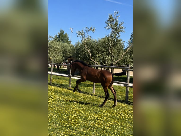 Zangersheide Stallone Puledri (01/2026) Baio in Fiume Veneto