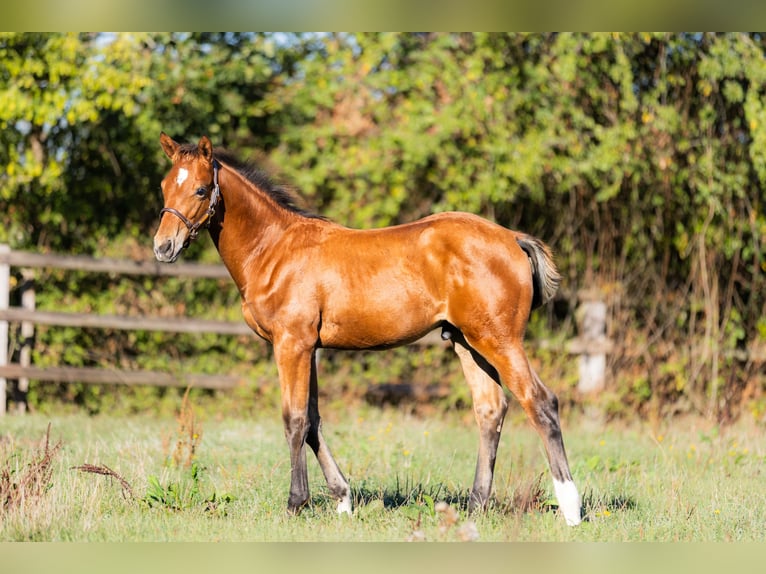 Zangersheide Stallone Puledri (06/2026) Baio in Le Merlerault