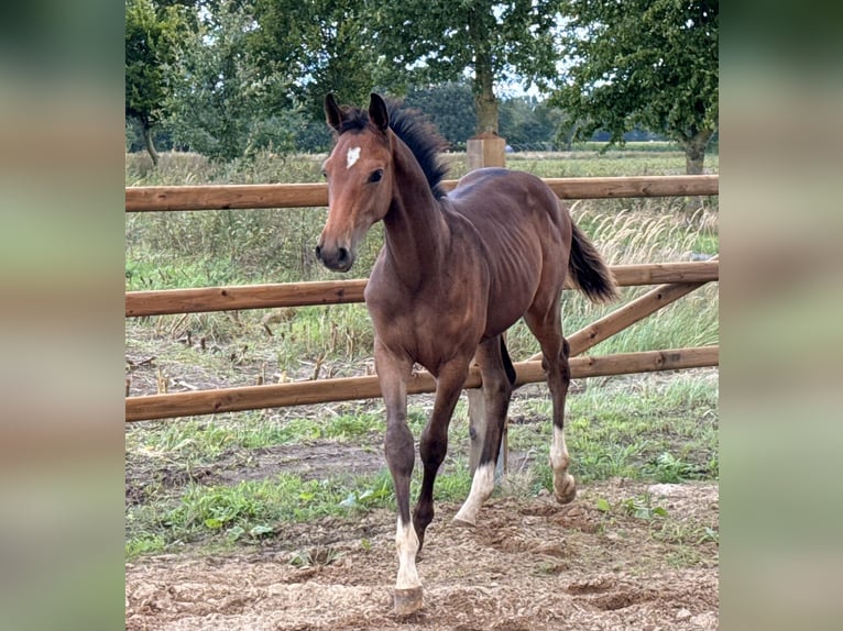 Zangersheide Stallone Puledri (03/2026) Baio in Lindern (Oldenburg)