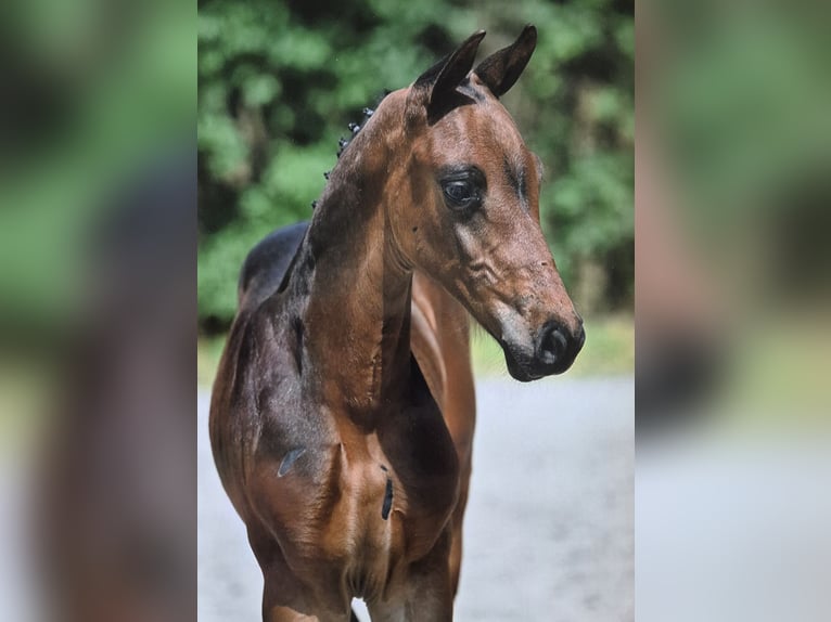 Zangersheide Stallone Puledri (06/2025) Baio in Veghel