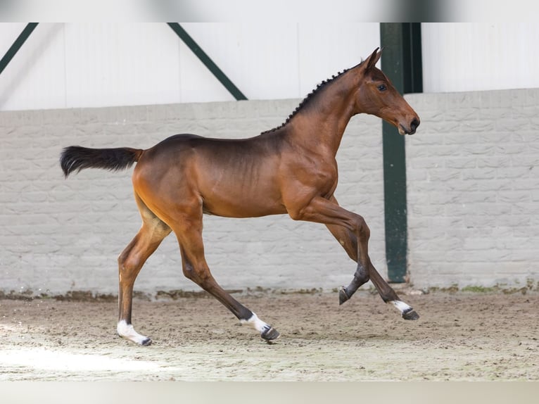 Zangersheide Stallone Puledri (03/2026) Baio ciliegia in Heerde
