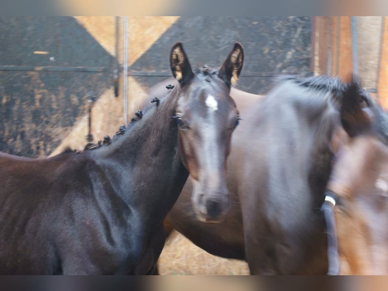 Zangersheide Stallone Puledri (05/2026)  in Zielona góra