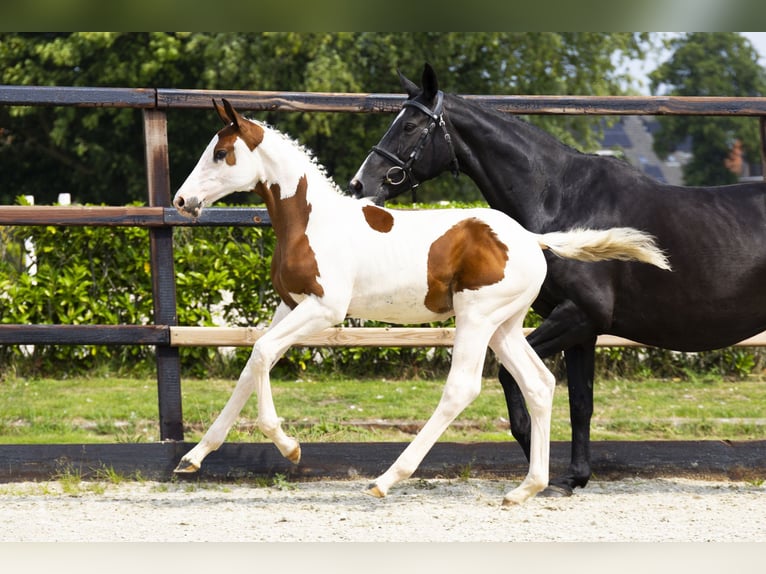 Zangersheide Stallone Puledri (04/2025) in Waddinxveen