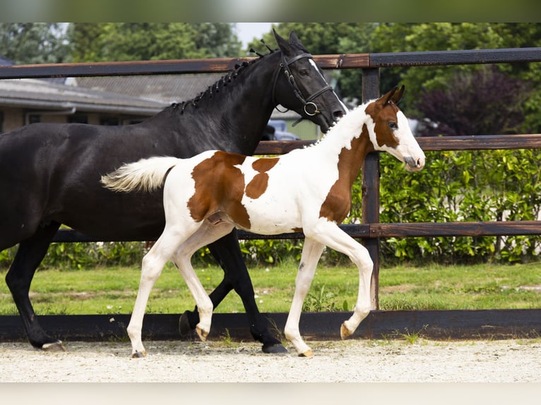 Zangersheide Stallone Puledri (04/2025) in Waddinxveen