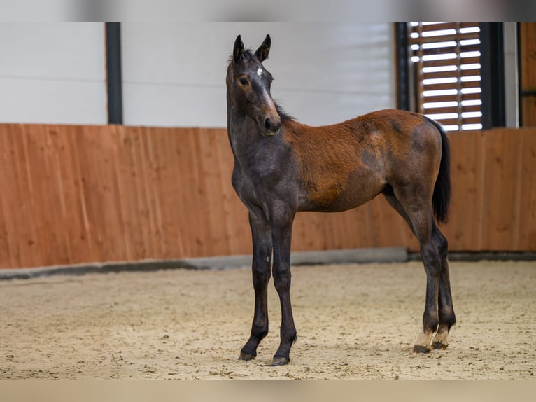 Zangersheide Stallone Puledri (03/2025) Grigio in Kedichem