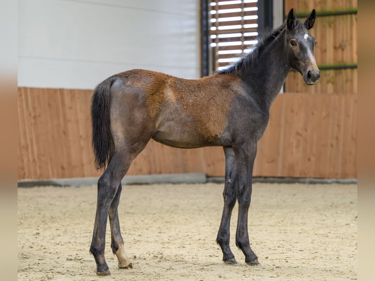 Zangersheide Stallone Puledri (03/2025) Grigio in Kedichem