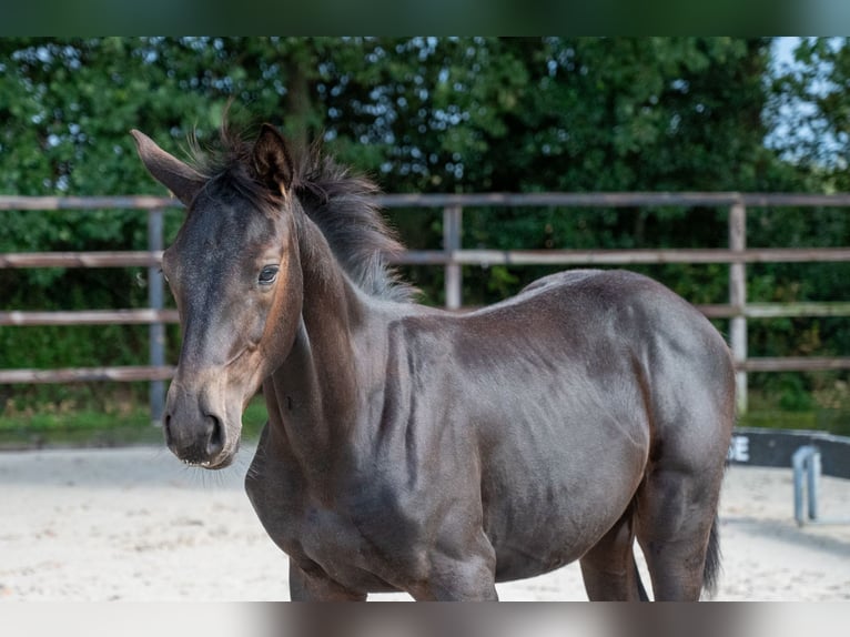 Zangersheide Stallone Puledri (04/2026) Morello in Kaulille