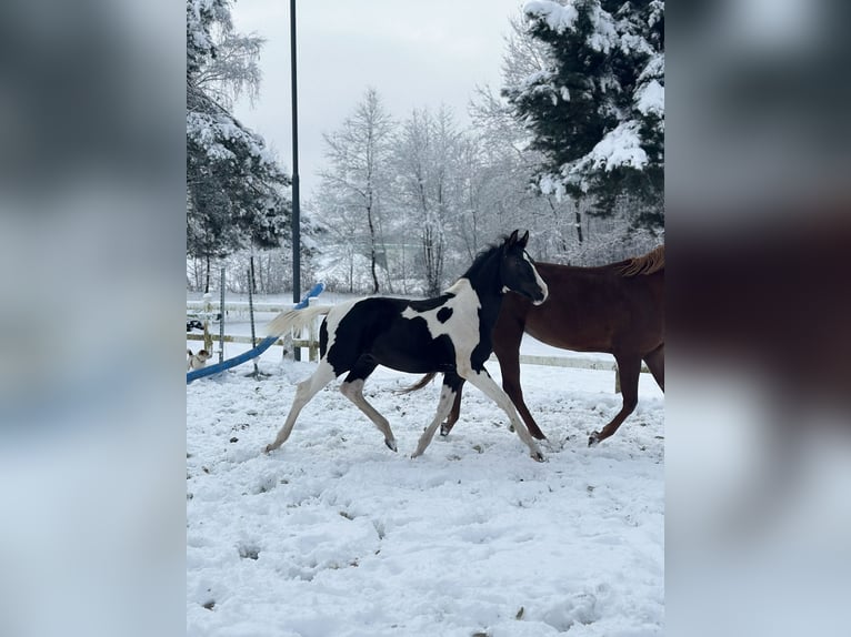 Zangersheide Stallone Puledri (05/2025) Pezzato in Mokrzyska