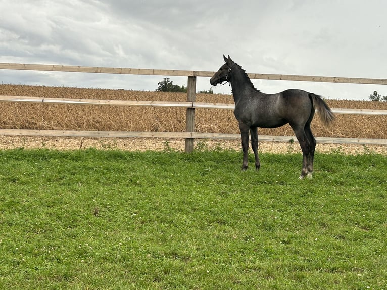 Zangersheide Stallone Puledri (05/2024) Può diventare grigio in Landau an der Isar