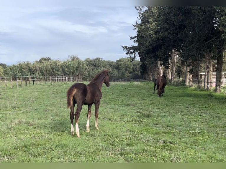 Zangersheide Stallone  Sauro in GROTE-BROGEL
