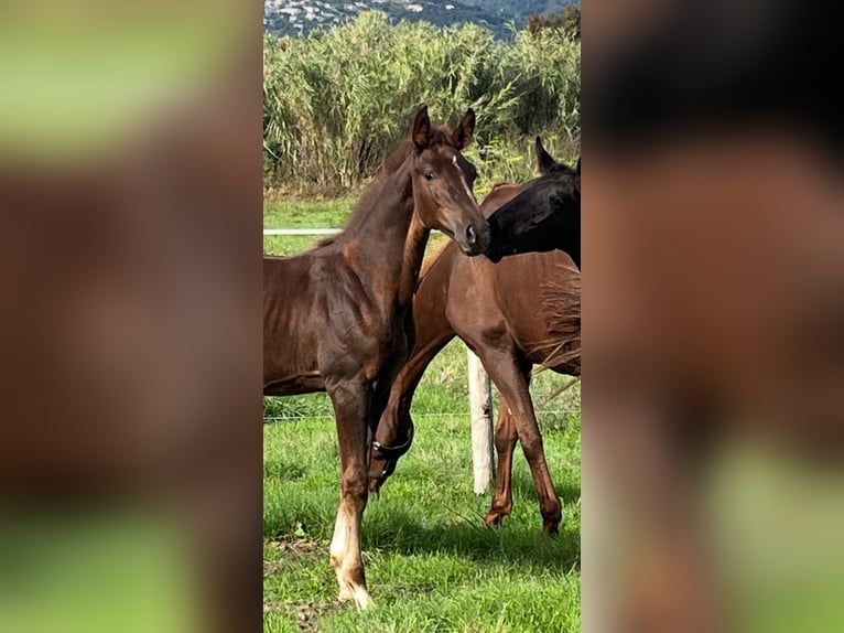 Zangersheide Stallone  Sauro in GROTE-BROGEL