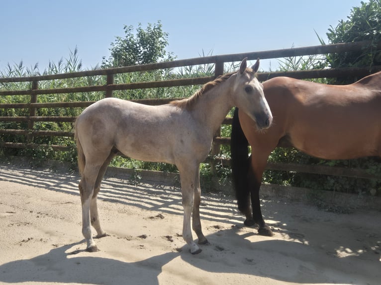 Zangersheide Stallone Puledri (03/2025) Sauro in Oberhoffen-sur-Moder
