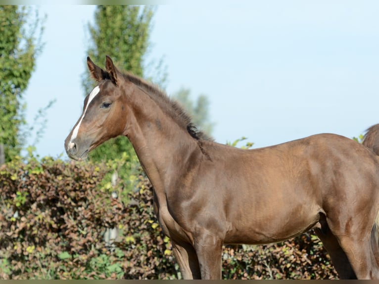 Zangersheide Stallone Puledri (05/2026) Sauro scuro in Kedichem