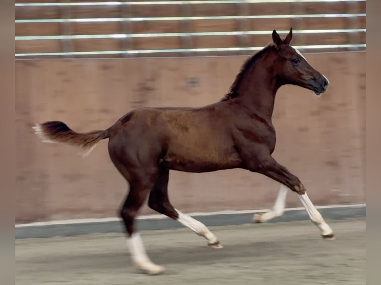 Zangersheide Stallone Puledri (05/2026) Sauro scuro in Kedichem