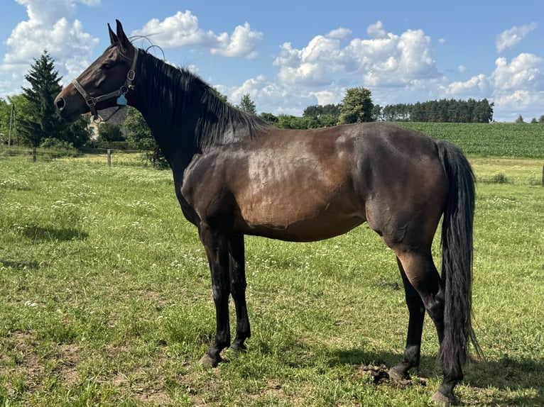 Zangersheide Mix Stallone Puledri (06/2026) Tobiano-tutti i colori in Świetakowo