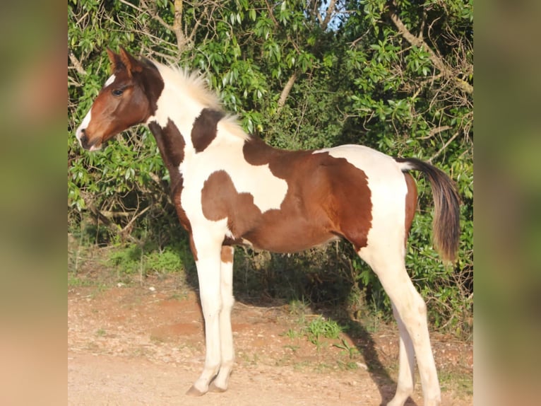 Zangersheide Stallone Tobiano-tutti i colori in Lagoa