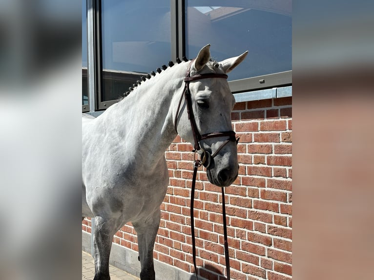 Zangersheide Wałach 10 lat 169 cm Siwa jabłkowita in Bad Wörishofen