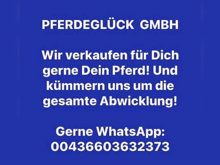 Zangersheide Wałach 10 lat 170 cm Gniada in Pelmberg