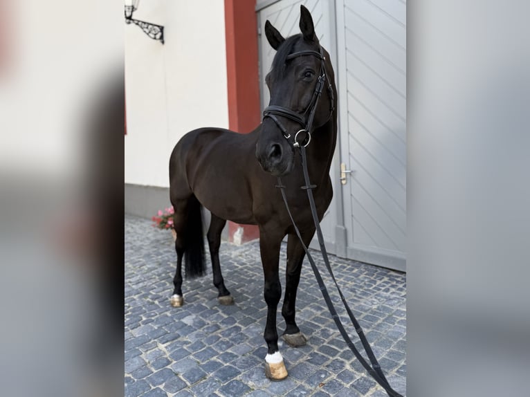 Zangersheide Wałach 11 lat 171 cm Kara in Dillenburg