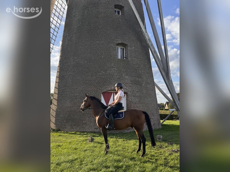 Zangersheide Wałach 12 lat 160 cm Gniada in Heinsberg