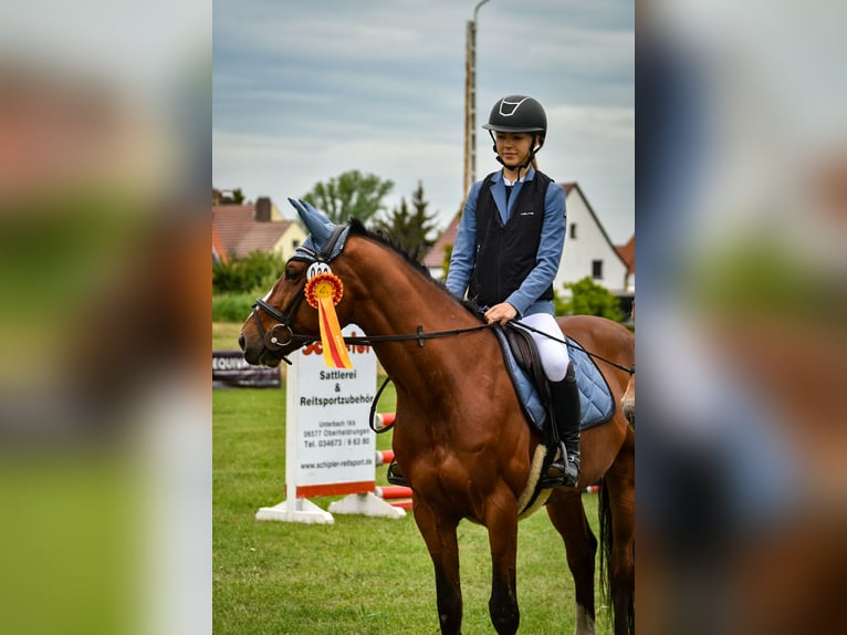 Zangersheide Wałach 12 lat 160 cm Gniada in Meuselwitz