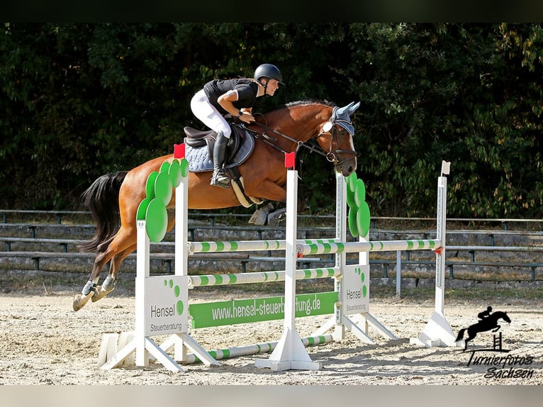 Zangersheide Wałach 12 lat 160 cm Gniada in Meuselwitz