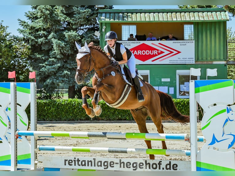 Zangersheide Wałach 12 lat 171 cm Kasztanowata in Wachtberg