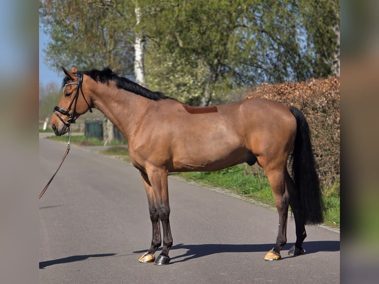 Zangersheide Wałach 12 lat 172 cm Gniada in Someren