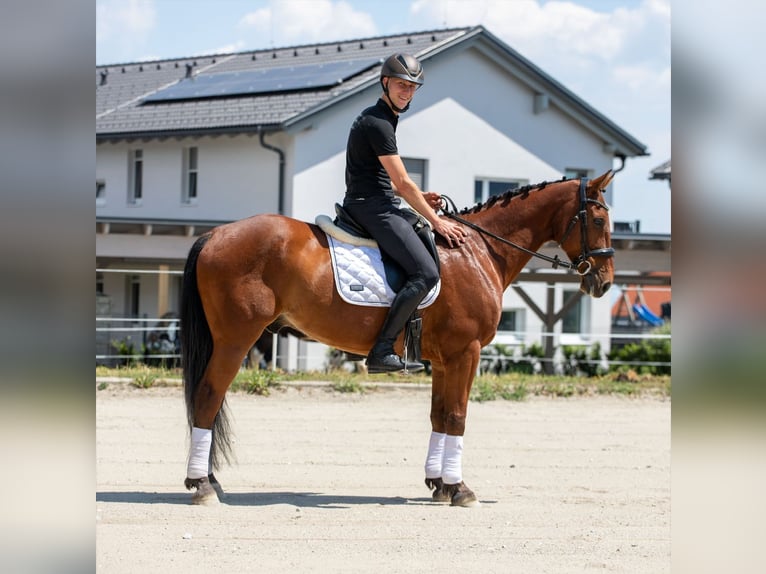 Zangersheide Wałach 14 lat 160 cm Gniada in Edelschrott
