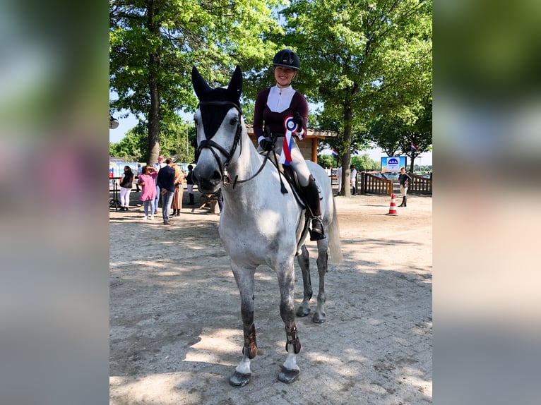 Zangersheide Wałach 14 lat 165 cm Siwa in Sint-Oedenrode