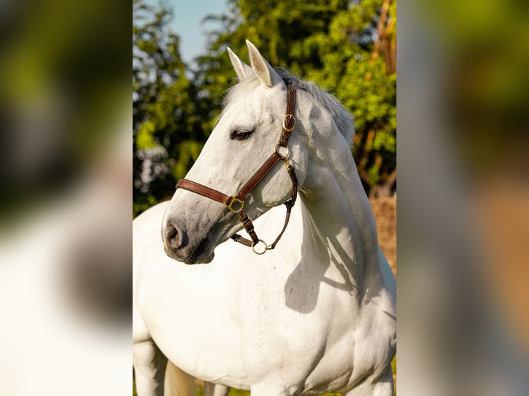 Zangersheide Wałach 14 lat 166 cm Siwa in Friedrichshafen