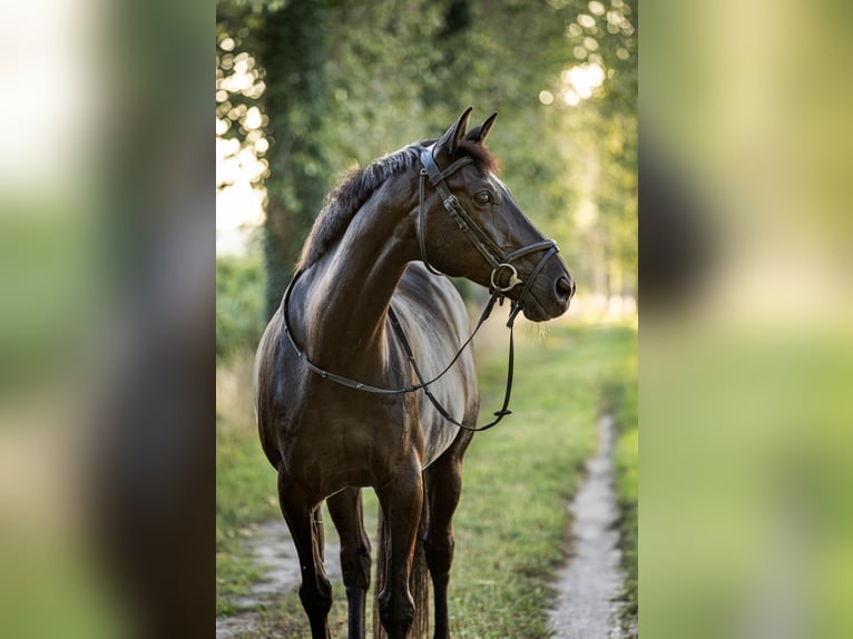 Zangersheide Wałach 15 lat 164 cm Skarogniada in Oostkamp