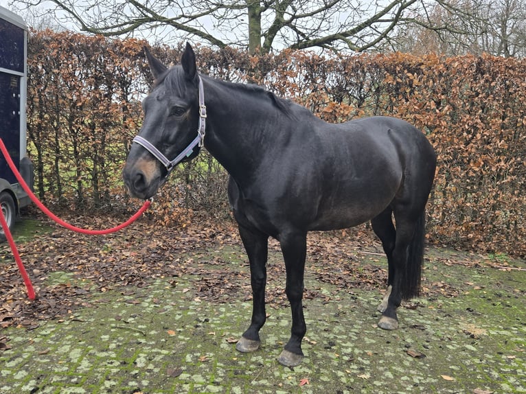 Zangersheide Wałach 17 lat 172 cm Kara in Rijsbergen