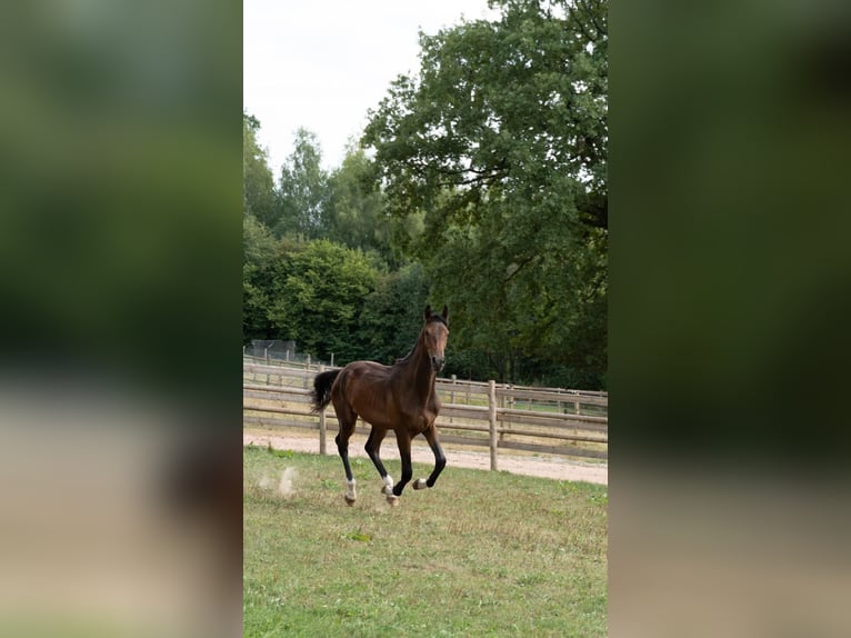 Zangersheide Wałach 1 Rok 163 cm Gniada in Kaulille