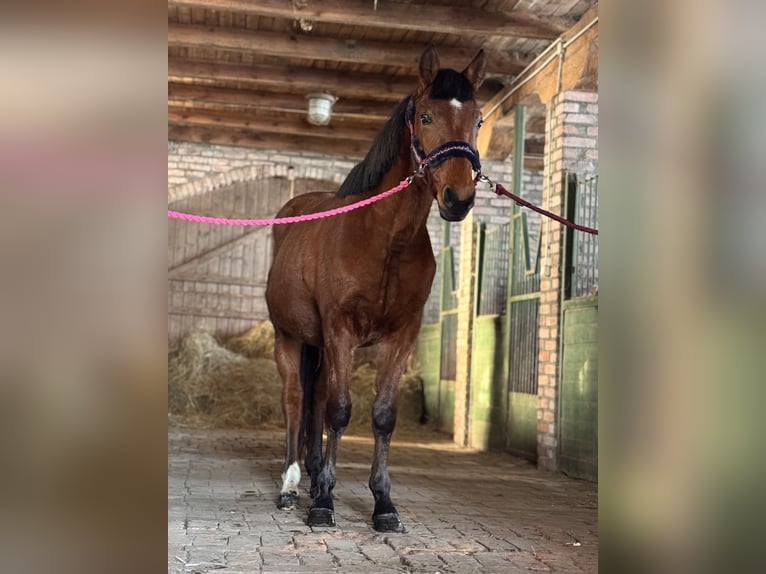 Zangersheide Wałach 3 lat 155 cm Gniada in Świdwin