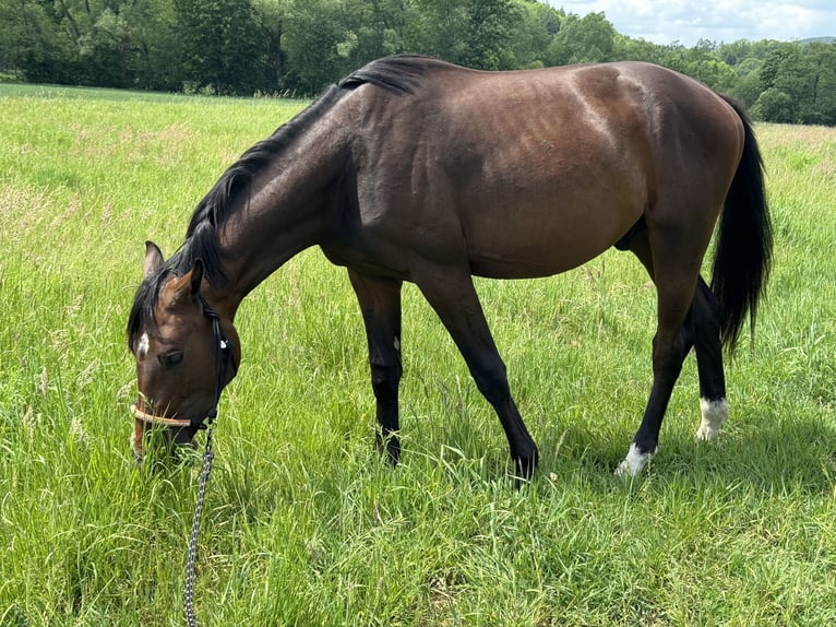 Zangersheide Wałach 3 lat 163 cm Gniada in Jelenia Gora