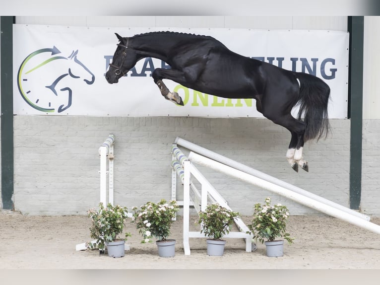 Zangersheide Wałach 3 lat 165 cm  in WK Heerde