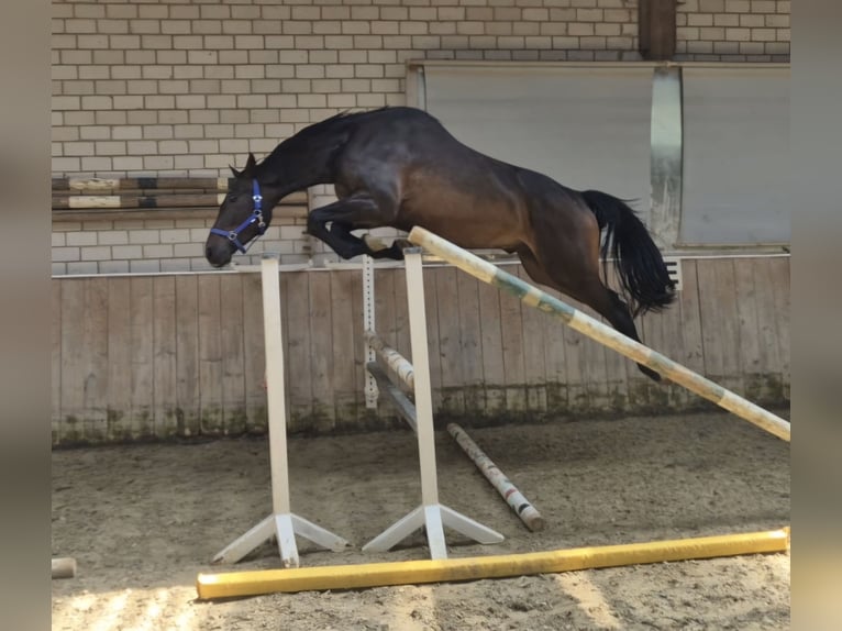 Zangersheide Wałach 3 lat 170 cm Skarogniada in Königsbach-Stein