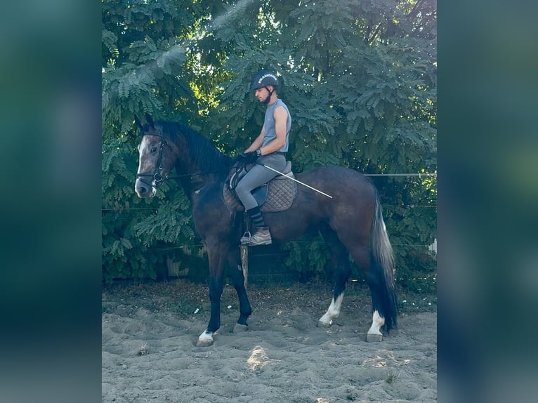 Zangersheide Wałach 3 lat 173 cm Siwa in Kiskunhalas