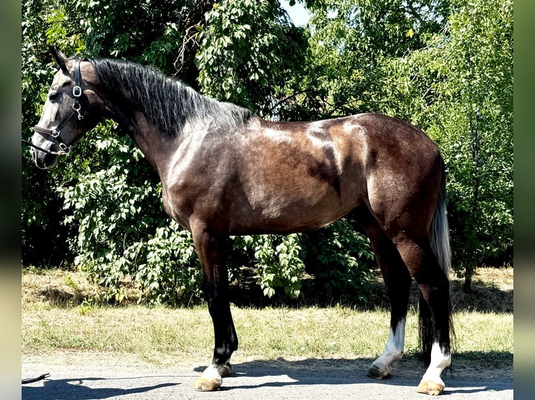 Zangersheide Wałach 3 lat 173 cm Siwa in Kiskunhalas