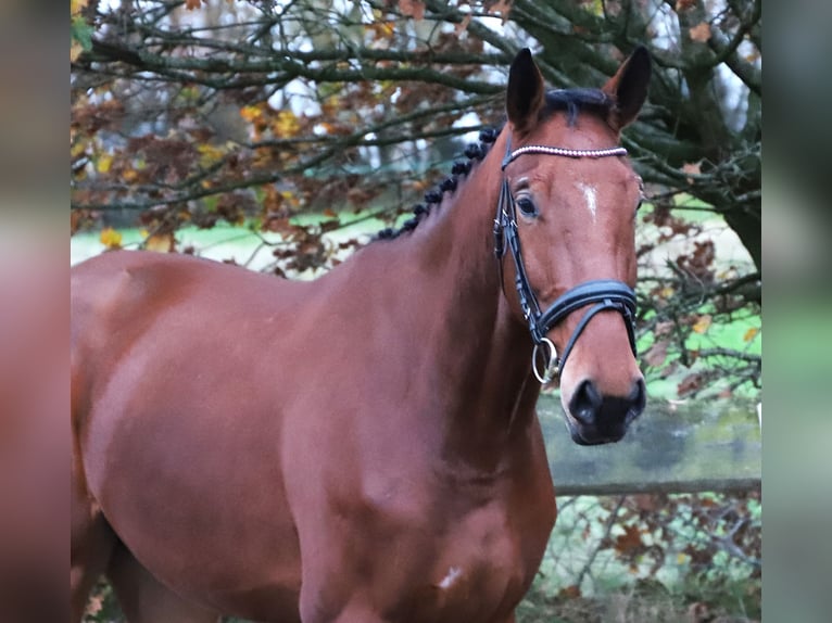Zangersheide Wałach 3 lat 176 cm Gniada in uelsen