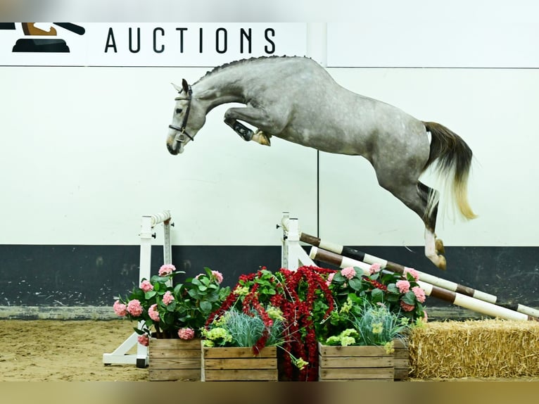 Zangersheide Wałach 3 lat 177 cm Siwa in Bladel