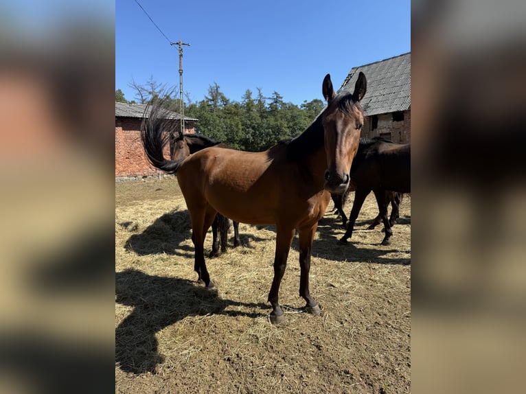 Zangersheide Wałach 4 lat 155 cm Gniada in Mosina