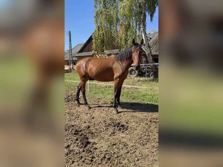 Zangersheide Wałach 4 lat 155 cm Gniada in Mosina